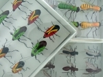 Box of Insects - SECONDS