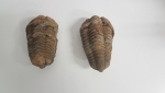 Trilobite Fossil